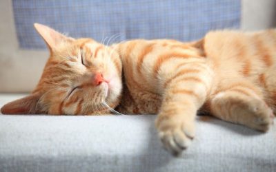 ¿Cuántas horas duerme un gato?