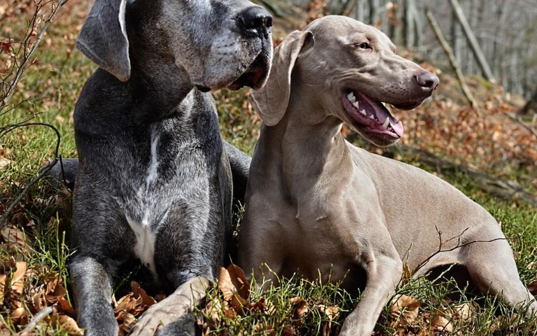 Leishmaniasis in dogs