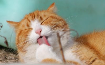 Cat hair