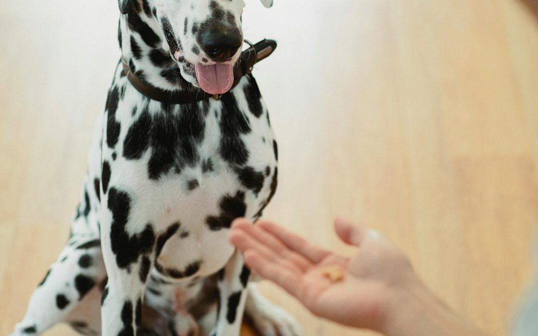 Dog training techniques