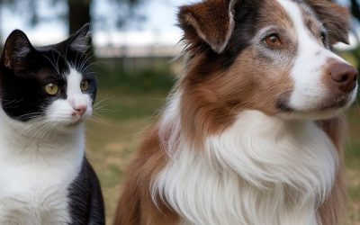 Piómetra en perras y gatas