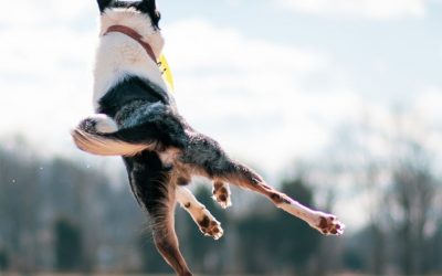 Hyperactive and overactive dogs