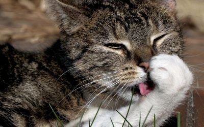 Bolas de pelo en gatos
