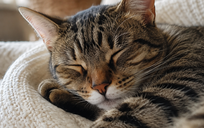 ¿Por qué duermen tanto los gatos?