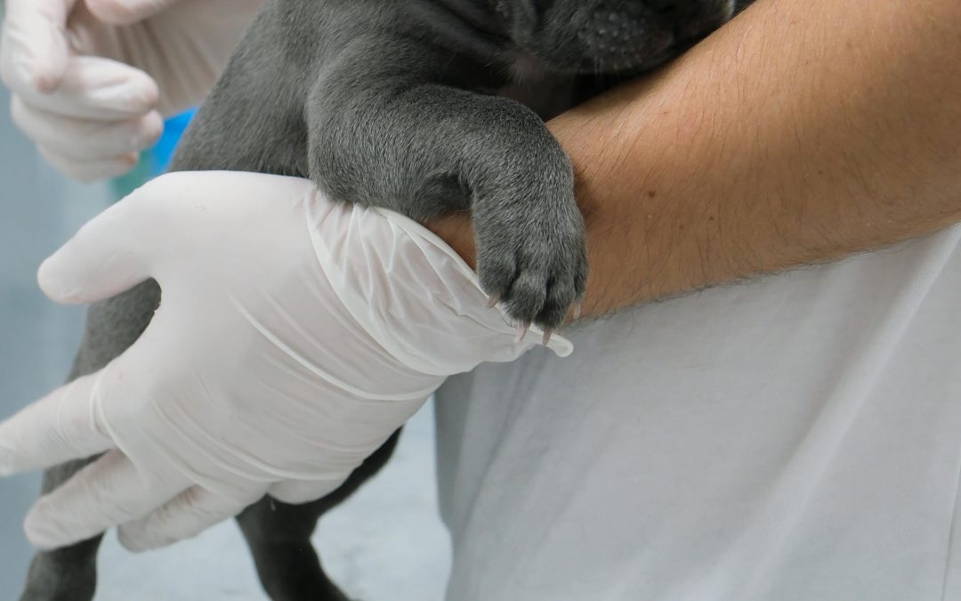Is your dog afraid of the vet?