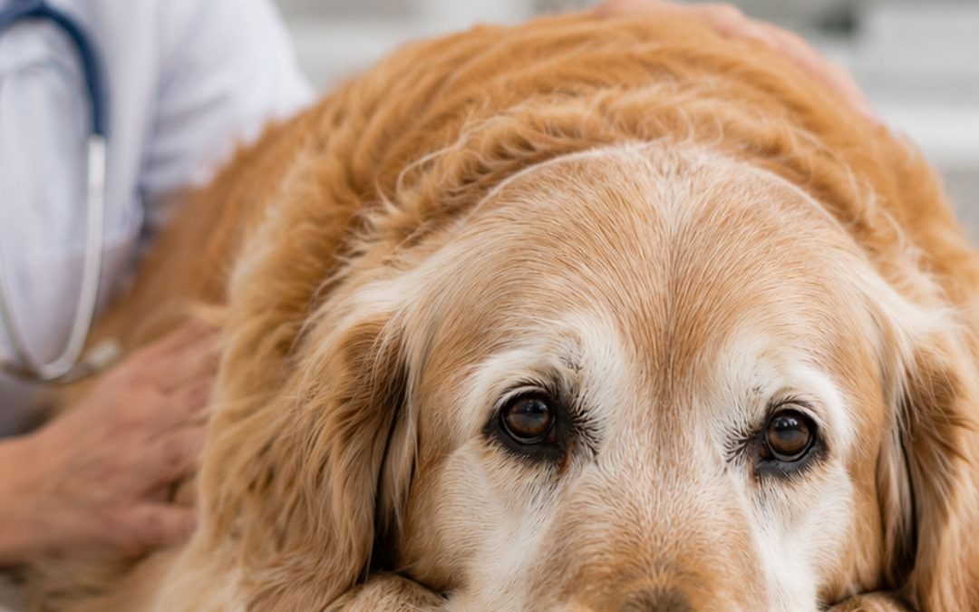 Does my dog have Alzheimer’s?