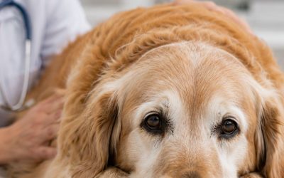 ¿Tiene Alzheimer mi perro?