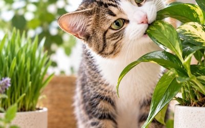 Gatos y plantas: cuáles son seguras y cuáles no