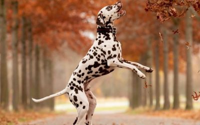 Otoño con perros: Pequeños peligros que conviene conocer