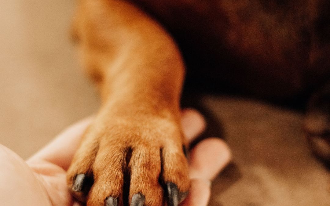 ¿Por qué el perro es el mejor amigo del hombre?
