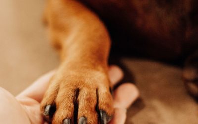 ¿Por qué el perro es el mejor amigo del hombre?