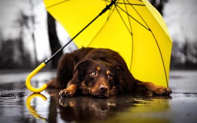 ¿Cómo entretener a tu perro en días lluviosos?