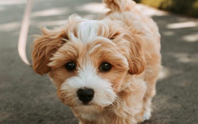 My dog doesn’t want to go for a walk
