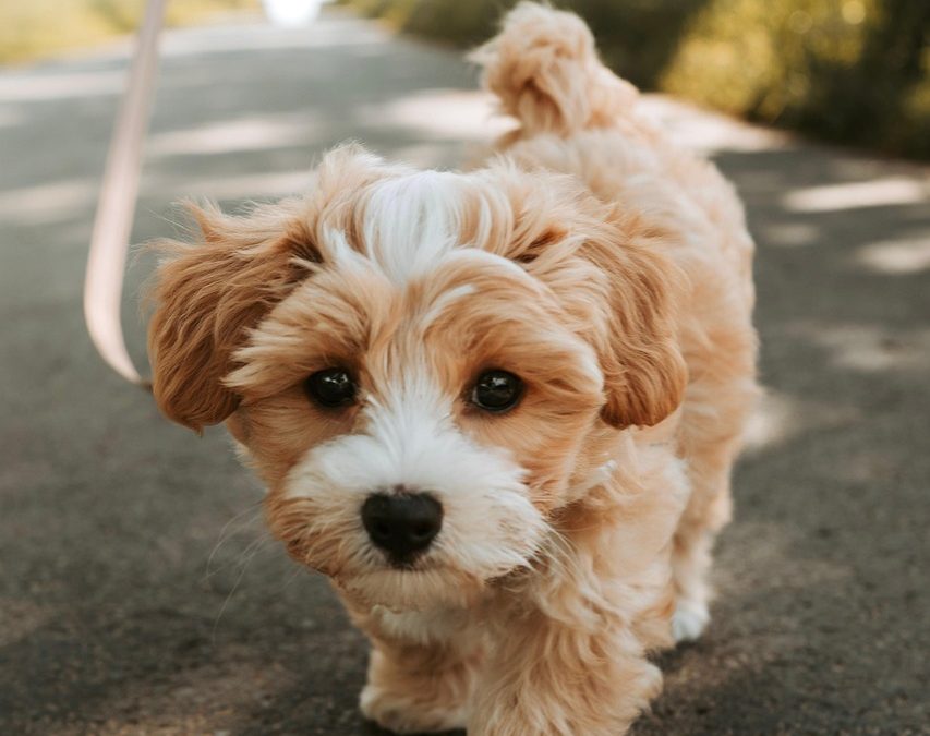 My dog doesn’t want to go for a walk