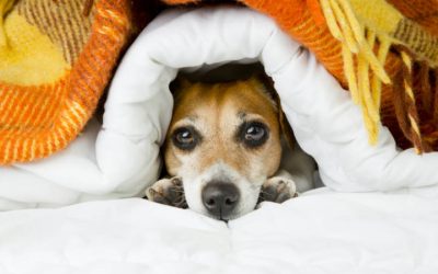 ¿Cómo afecta el frío a nuestros perros y gatos?